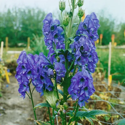 Produktbild von Aconitum carmichaelii 'Arendsii', Eisenhut, blau, ca. 9x9 cm Topf