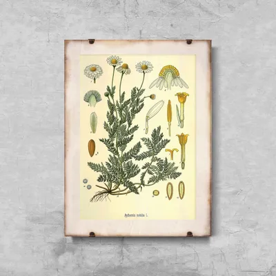 Produktbild von Poster - Canvas - Leinwand - 29,7 cm x 42 cm - Botanischer Druck Römische Kamille