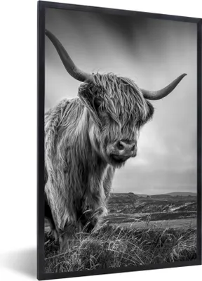 Produktbild von MuchoWow® Gerahmtes Poster Kühe - Schottische Hochlandkühe - Natur - Tiere - Schwarz und weiß 40x60 cm - Poster mit Schwarzem Bilderrahmen Wandposter Rahmen Foto Bilder - Papierdruck - Wandbilder