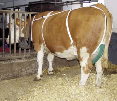 Produktbild von Zitzenschutz grünes Netz, M mit Nackengurt