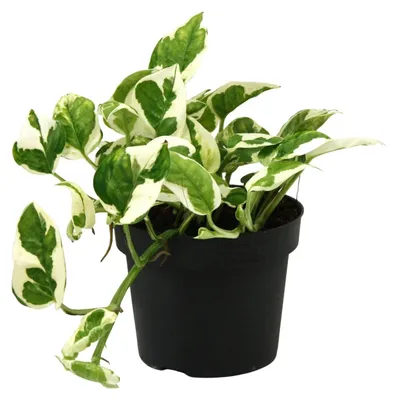 Immagine prodotto di Scindapsus (Epipremnum) N'joy - 15cm - Ø12cm - Pianta d'appartamento - Sempreverde