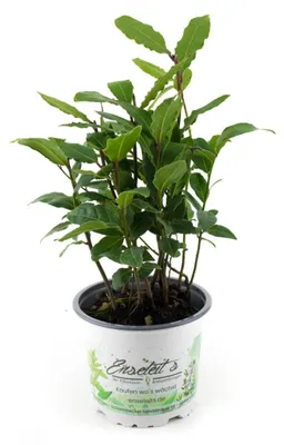 Produktbild von Enseleits Lorbeer Pflanze , Gewürzlorbeer aus Nachhaltigem Anbau, frische Kräuter Pflanze 9cm Topf