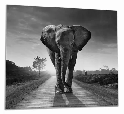 Produktbild von Wallario Herdabdeckplatte aus Glas, Größe 60 x 52 cm 1-teilig, Motiv Elefant bei Sonnenaufgang in Afrika schwarzweiß