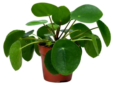 Produktbild von Pilea Peperomioides - Ufopflanze - Zimmerpflanze - Luftreinigend - Tierfreundlich - 15-20 cm hoch - Topf 12 cm