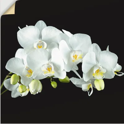 Produktbild von ARTland Wandbild, selbstklebend Weiße Orchidee auf schwarzem Hintergrund Größe: 50x50 cm