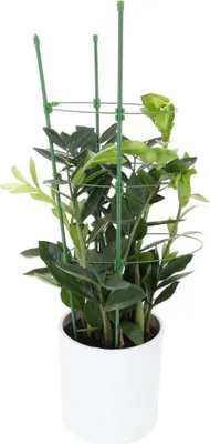 Produktbild von Pflanzenstütze Strauchstütze halbrund grün Staudenhalter Blumenhalter 60cm