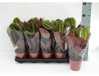 Produktbild von Maranta leuconeura Fascinator tricolor 30 cm Korbmarante - Marante - Pfeilwurz Zimmerpflanze