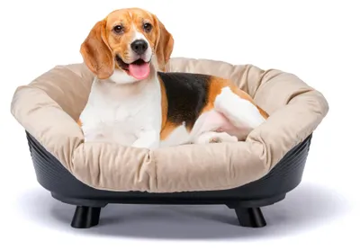 Produktbild von Ferplast Hundebett & Katzenbett mit Kissen, Hundebett waschbar, erhöhtes Hundebe