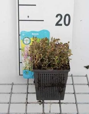 Immagine prodotto di 6 x Rotala indica - Rotala indiana - vaso 11 x 11 cm