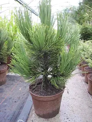 Produktbild von Bosnische Kiefer Den Ouden - Pinus heldreichii Den Ouden - 30-40cm