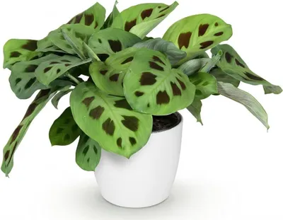 Produktbild von Maranta Fascinator Kerchoveana Zebrapflanze Zimmerpflanze mit weißem Topf Ø12cm