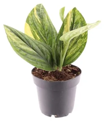 Obrázek produktu pro Gardners Epipremnum pinnatum Marble Variegata, průměr 12 cm