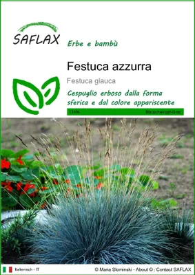 Immagine prodotto di SAFLAX  - Festuca azzurra - 50 semi - Festuca