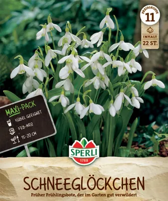 Produktbild von SPERLI Maxi Ikaria-Schneeglöckchen Galanthus ikariae 22 Zwiebeln