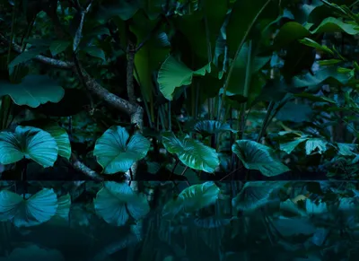 Produktbild von Tropical Tapete in Smaragdgrün | Urwald Fototapete mit Palmenblättern in Dunkelgrün | Vlies Fototapete mit Regenwald Mot