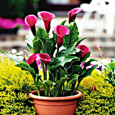 Image de Zantedeschia Calla Kalla Kalia Rose Queen 1 pièce Bulbes à fleurs tubercules