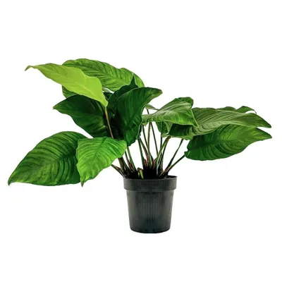 Produktbild von Mutterpflanze Aquariumpflanze Anubias heterophylla Nr.302 XL Pflanzen AquaOne