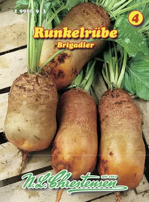 Produktbild von Runkelrübe Brigadier | Runkelrüben- & Futterrübensamen von N.L. Chrestensen