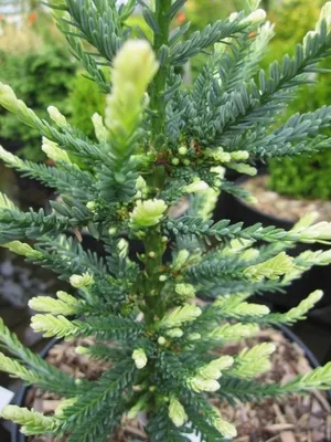 Produktbild von Küstenmammutbaum Lightning - Sequoia sempervirens 25-30