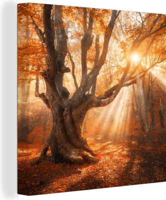 Produktbild von MuchoWow® - Leinwandbilder - Baum - Natur - Herbst, Wandbild, Wanddeko Bilder Wohnzimmer, 50x50 cm