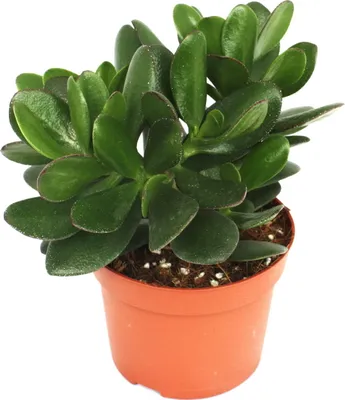 Produktbild von Crassula portulacea - peniaz strom - velká rastlina v 12cm hrnci