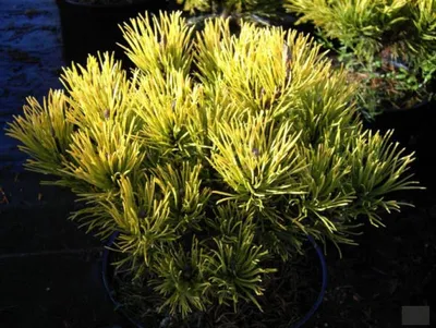 Produktbild von Pinus mugo Carstens Wintergold - Wintergelbe Zwergbergkiefer - 50-60cm