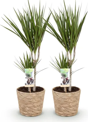Immagine prodotto di Dracaena Marginata - Albero del drago - 2 piante - 70-80cm - 17cm - Pianta da