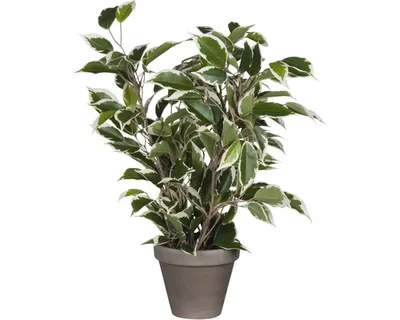 Obrázek produktu pro Umělá rostlina březový fíkus Ficus natasja Ø 30 H 40 cm zelená-barevná
