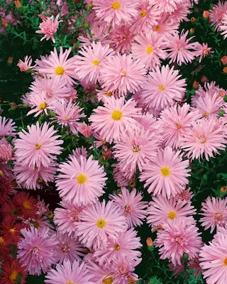 Produktbild von Aster novi-belgii 'Rosaperle', Herbstaster, rosa, ca. 9x9 cm Topf