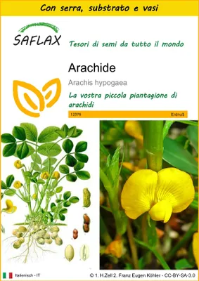 Immagine prodotto di SAFLAX Insieme di coltivazione - Arachide - 8 semi - Arachis