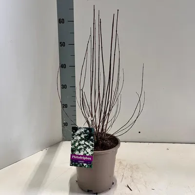 Produktbild von Philadelphus 'Lemoinei' - Bauernjasmin | 40-50 cm im Topf