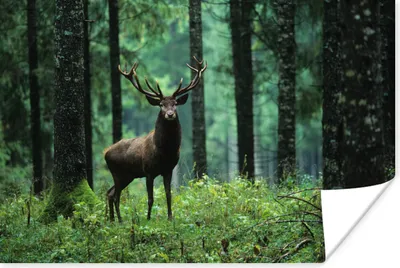 Produktbild von MuchoWow® Poster Hirsche - Wald - Bäume - Tiere - Natur 120x80 cm - Bilder