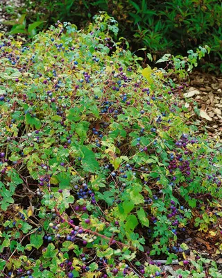 Produktbild von Ampelopsis brevipedunculata, Porzellanbeere, 60–100 cm