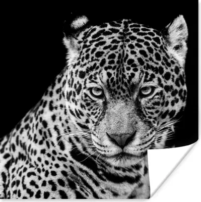 Produktbild von MuchoWow® Poster Leopard - Tiere - Schwarz - Weiß - Porträt 75x75 cm - Wand Dekoration