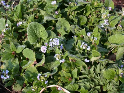 Produktbild von Brunnera macrophylla 'Langtrees', Kaukasusvergissmeinnicht, ca. 9x9 cm Topf