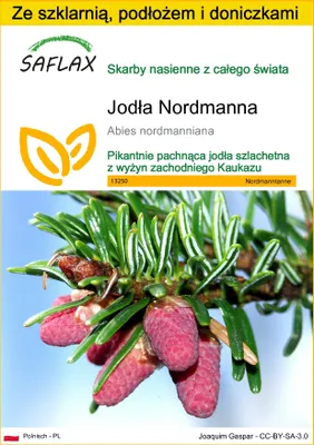Zdjęcie produktu dla SAFLAX - Zestaw do uprawy - Jodła Nordmanna - 20 Nasiona - Z mini szklarnią, podłożem uprawowym i 2 doniczkami - Abies nordmanniana