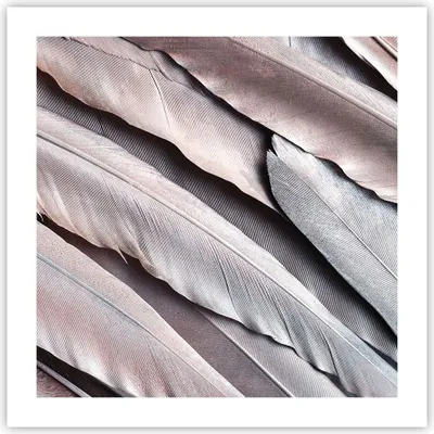 Produktbild von Poster - Poster ohne Rahmen - Federn Flügel Feder - 50x50 cm - Wand Bild - Wanddeko - Wandbilder - Kunstposter - Wandposter - Bilder - Kunstdruck - Wanddekoration - Wandbild - P2XAC50x50-5114