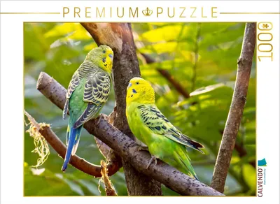 Produktbild von CALVENDO Puzzle Bin stolz auf dich | 1000 Teile Lege-Größe 64x48cm Foto-Puzzle für glückliche Stunden