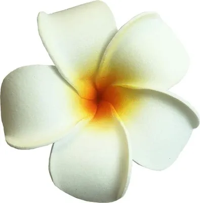Produktbild von 20 Stück im Wasser schwimmende künstliche Plumeria-Blumen Frangipani für Pool-Dekoration und Badewanne (weiß) 20 $ künstliche hawaiianische Plumeria-Blütenblätter aus Schaumstoff für Hochzeits- und Party-Dekoration 20 $ künstliche Plumeria-Blumenköpfe aus Schaumstoff mit Eiern, Frangipani-Köpfe, Stirnband, Kranz, Hawaii, Strandparty, Hochzeitsdekoration