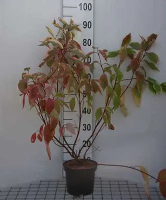 Obrázok produktu pre Cornus alba 'Gouchaultii' - drieň 60- 80 cm kontajner