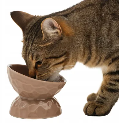 Zdjęcie produktu dla Miska Dla Kota Małego Psa Ceramiczna Ergonomiczna Antypoślizgowa Siemiec