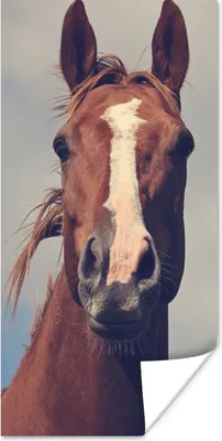 Produktbild von MuchoWow® Poster Pferd - Wolken - Porträt 20x40 cm - Plakat - Foto