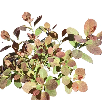 Produktbild von Roter Perückenstrauch Cotinus ' Royal Purple ' 15 - 20 cm