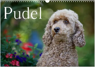 Produktbild von Pudel (Wandkalender 2026 DIN A3 quer), CALVENDO Monatskalender
