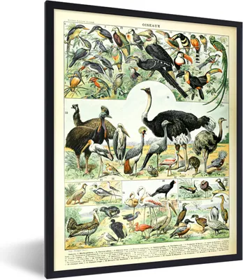 Produktbild von MuchoWow® Gerahmtes Poster Vogel - Tiere - Natur 60x80 cm - Poster mit Schwarzem Bilderrahmen Wandposter Rahmen Foto Bilder - Premium - Wanddeko Wohnzimmer