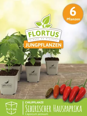 Produktbild von Chilipflanze Sibirischer Hauspaprika | Chilipflanzen von FLORTUS, Menge:6 Pflanzen
