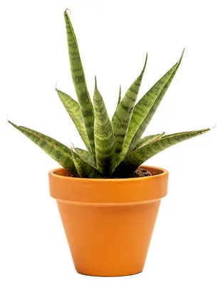 Produktbild von Gardners Sansevieria trifasciata "Pineapple", Durchmesser 7 cm