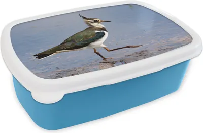 Produktbild von KitchenYeah® Lunchbox Brotzeit Brotdose 17x11 cm Kiebitz auf dem Wasser Kinder Brotzeitdose - Lunch - Kunststoff  - Brotbüchse - Sandwichbox - Lunchbox für Kinder