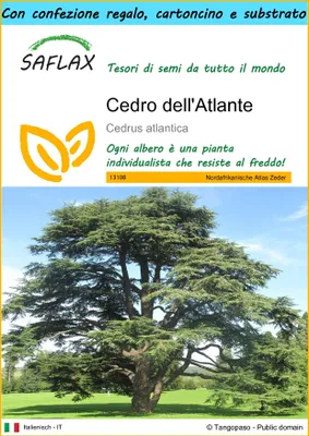 Immagine prodotto di SAFLAX Set regalo - Cedro dell'Atlante - 20 semi - Cedrus