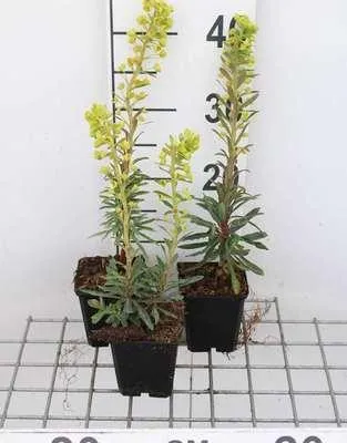 Imagen del producto de 6 x *Euphorbia char.* 'Forescate' - Leche de lobo - Maceta de 9 x 9 cm